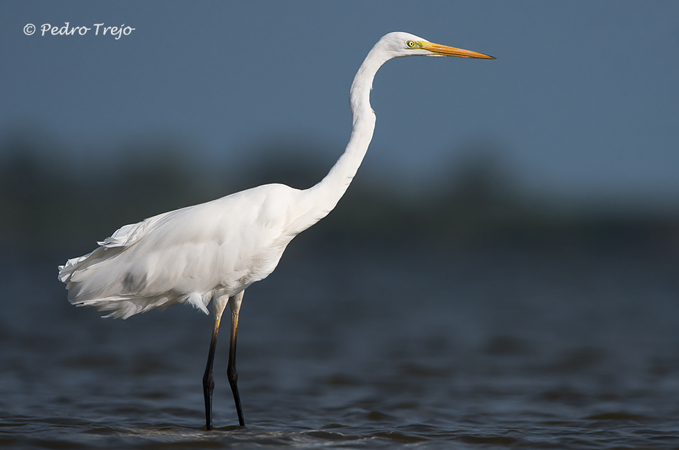 Garceta grande (Egretta alba)